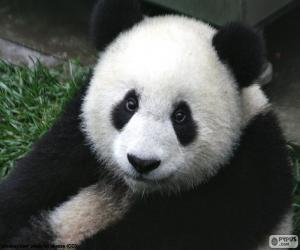 yapboz Dev panda